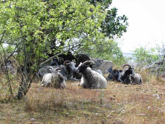 Harn� Schafe 108-0876_IMG02