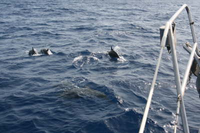 Delfinbesuch