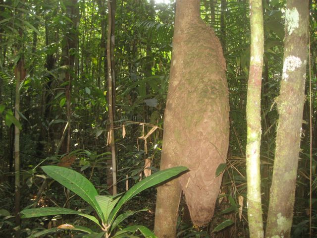 2rionegro-ameisennest.JPG