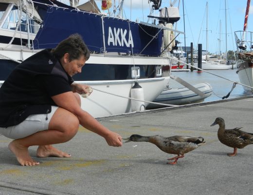AKKA Fuchs und Ente