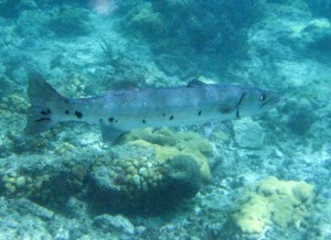 Barracuda