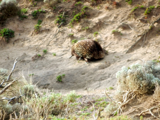 Bissel unscharf - aber der Beweis ist erbracht: Echidna in freier Wildbahn!