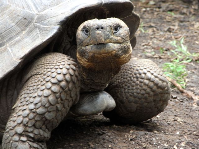Bitte recht freundlich 2 - Riesenschildkröte
