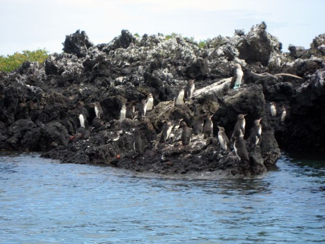 Isabela - Kolonie von Galapagos-Pinguinen