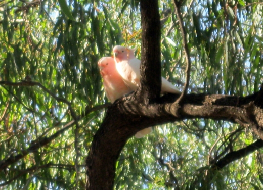 Major Mitchells Cockatoo - hier leider ohne aufgestellten quietschrosa Schopf