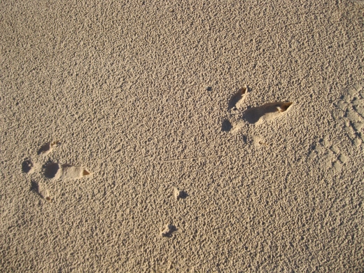 Emuspuren im Sand