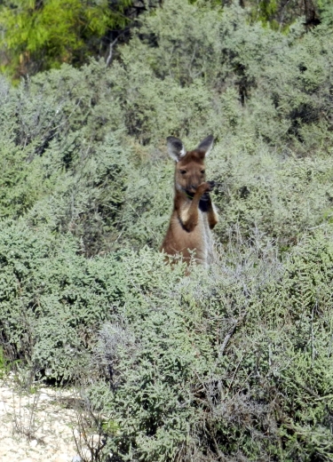 Ein Roo! Ein Roo!