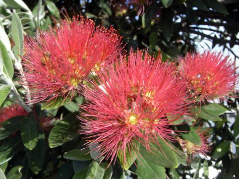 Pohutukawa, der Weihnachtsbaum