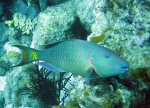 Stoplight Papageienfisch