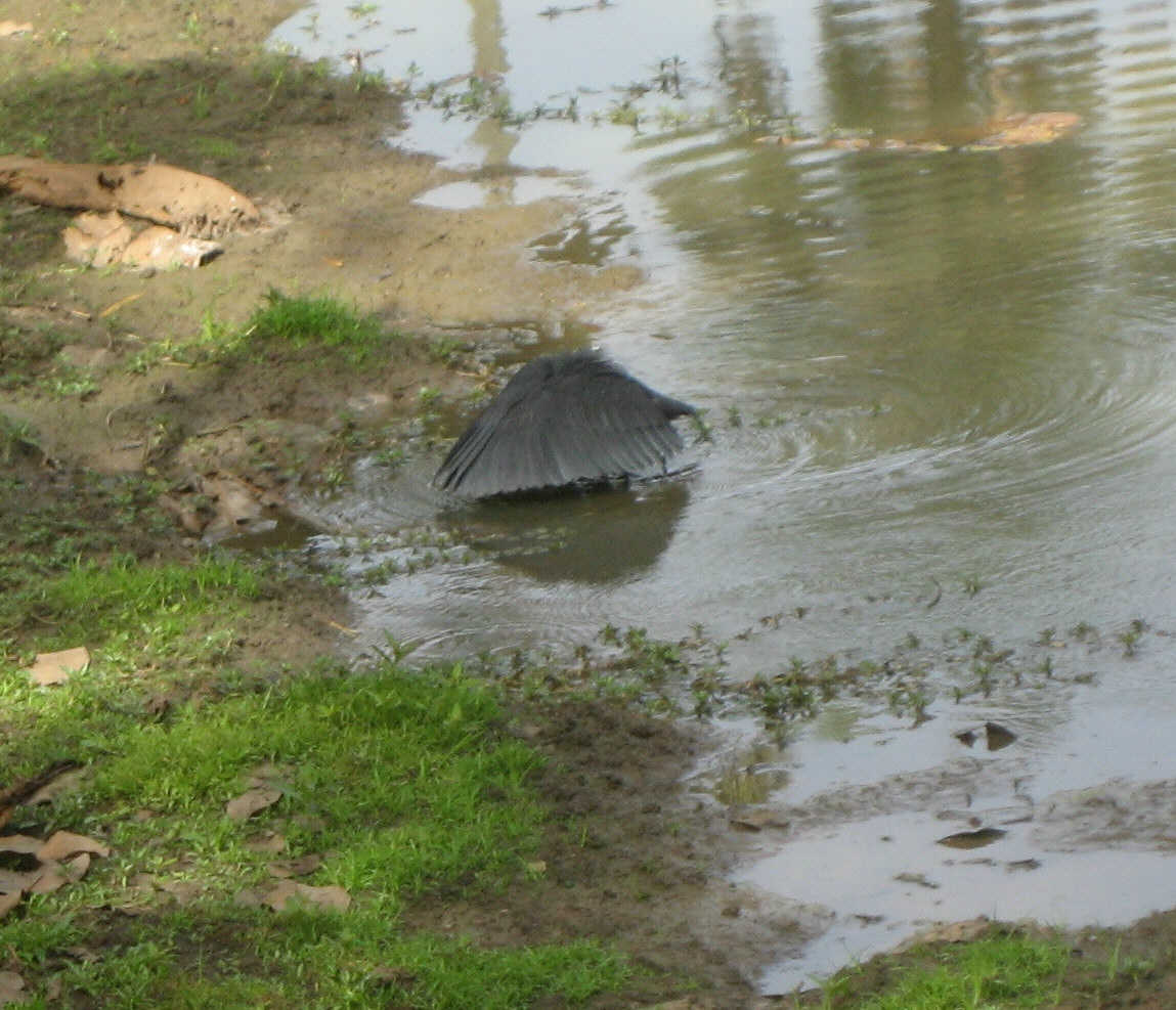 abuko-black-egret.jpg