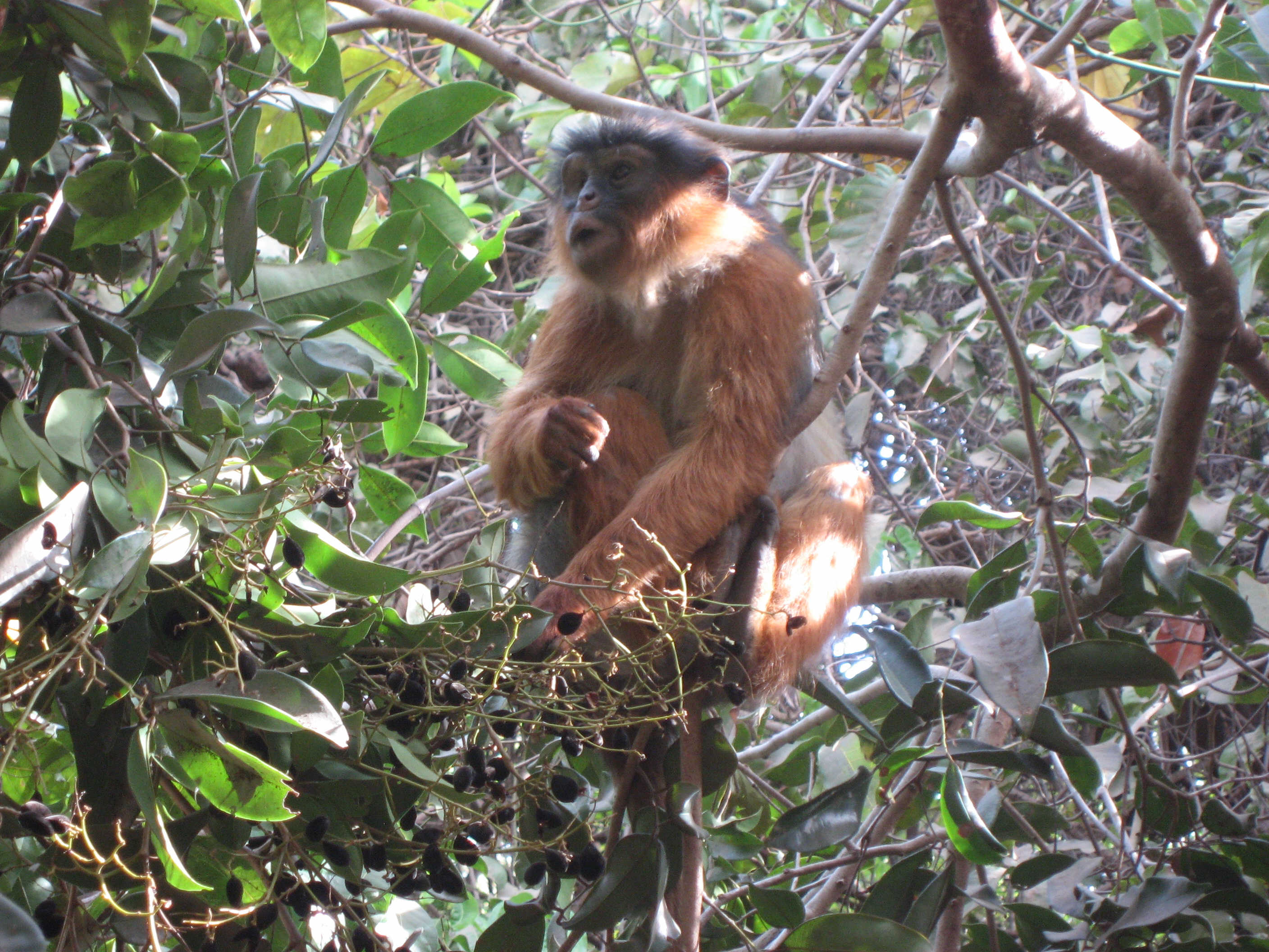 abuko-colobus2.JPG
