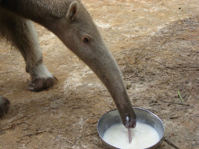 i10-ameisenbaer.JPG