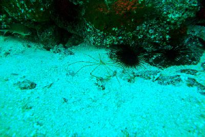 Blog Seespinne_1_1.jpg